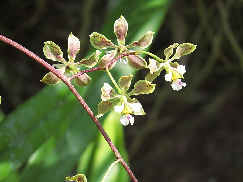 Orchidée Malabar - marais de Kaw